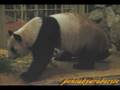 Panda mother and twin babies 梅梅と双子の子パンダ