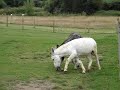 Donkeys playing tug-o-wellie Donkeys playing tug-o-wellie