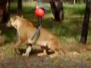 lions at the western plains zoo dubbo nsw australia