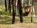 lions at the western plains zoo dubbo nsw australia