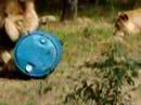 lions at the western plains zoo dubbo nsw australia