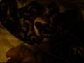 Trippy-Jungle-Carpet