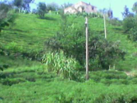 eynesil