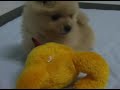 ???????Pomeranian