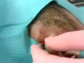 hit in face by pus!!!!