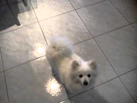 how to care japanese spitz