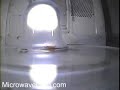 MicrowaveCam.com - Grapes Plasma Fireball Captured MicrowaveCam.com - Grapes Plasma Fireball Captured
