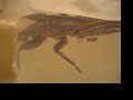 Giant Water Bug in Water Giant Water Bug in Water