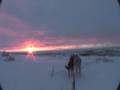 mushing into the morning