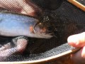 Early Morning Trout.wmv