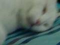 Bibi dort les yeux ouverts
