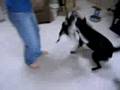 Wilson the Dog 3