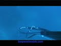 Epinephelus guaza spearfishing video