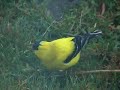 American Goldfinch & Dandelion