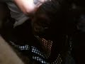 Kitty With Sleepy Head