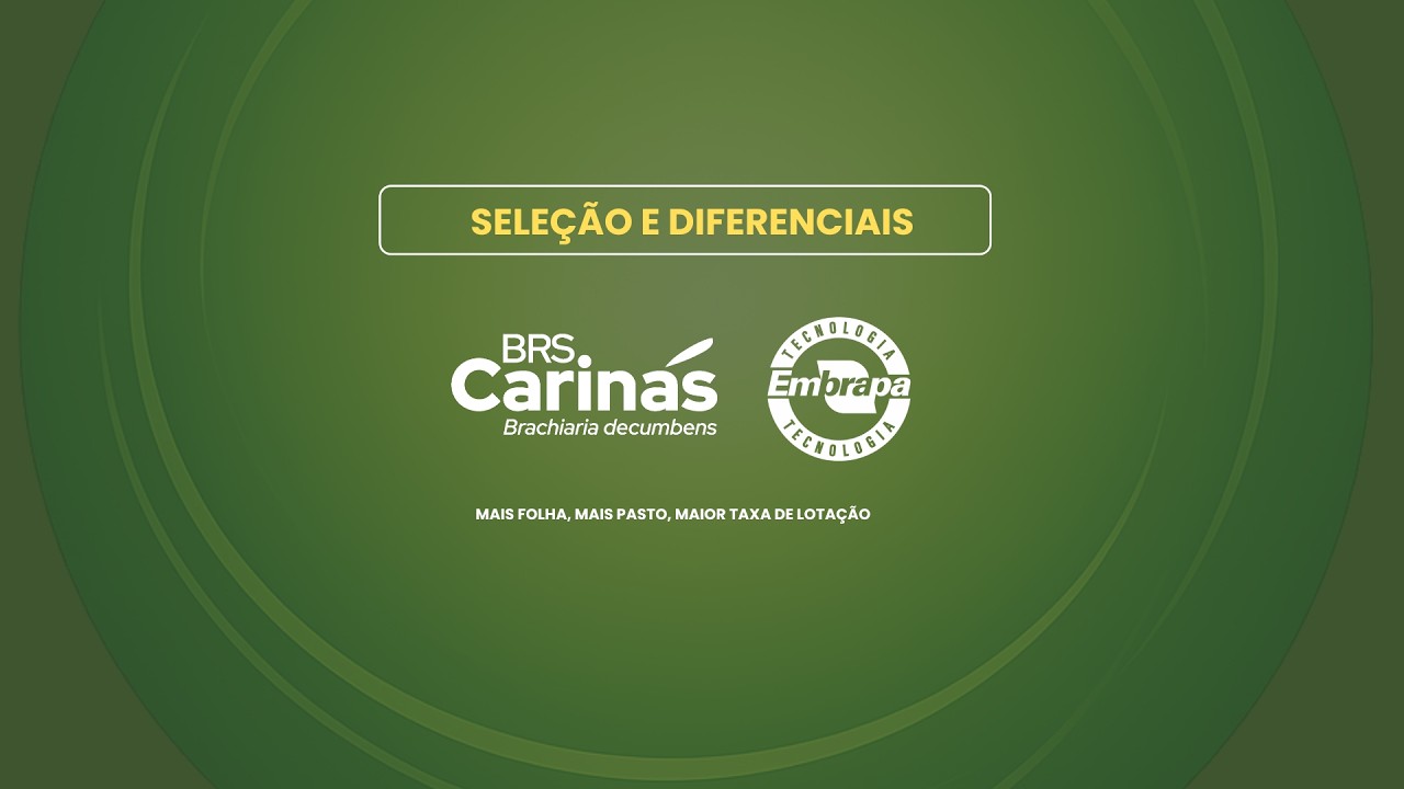 BRS Carinás | Seleção e diferenciais