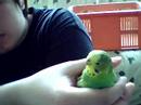 my new budgie my new budgie