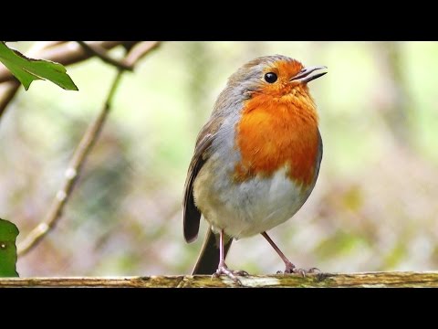 bird - Robin Birds Singing and Chirping in The Morning - Video, Bird Song & Relaxation Sounds http://www.wildlifeincornwall.com/ Video Produced by Paul Dinning - Wi...