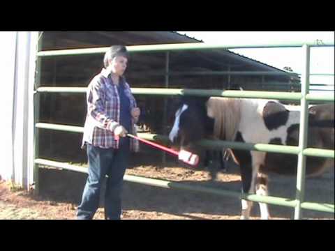 0 Clicker Training A Horse: The first thing I teach is targeting