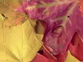 Johann Pachelbel - Canon
