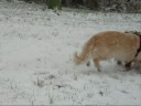 Golden retriver Ajka in the snow