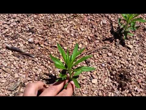 How to Identify Horseweed (Conyza serriola)