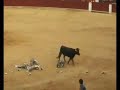 2ª parte vaquillas de la tarde ultimo dia fiestas San Roque 2ª parte vaquillas de la tarde ultimo dia fiestas San Roque