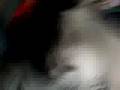 videos de busosss