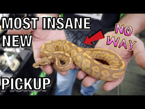 YouTube reptile video