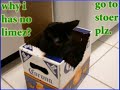 funny catz part 2