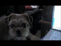 Puppy Anger Management.m4v