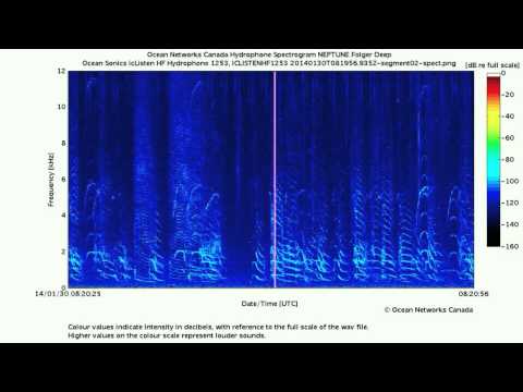 Clear Recording of Inner Coast Bigg's Killer Whales