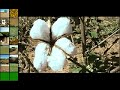 Adoção de Transgênicos na Agricultura