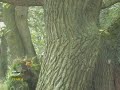 airsoft-ambush.html