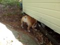 Bulldog at Work