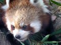長野県長野市茶臼山動物園のレッサーパンダ