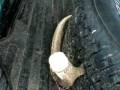 Deer antlers take out a tire