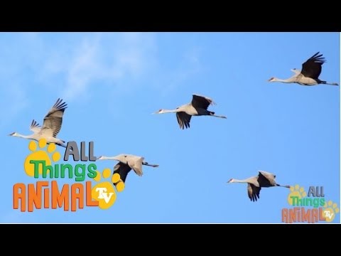 Animal Facts - Lesson 08 - Crane Birds Thumbnail