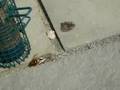 videos de A giant hornet brings its prize to its lair