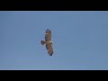RAPACES DEL CINCA MEDIO. �GUILA CULEBRERA