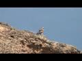 RAPACES DEL CINCA MEDIO. ÁGUILA CULEBRERA