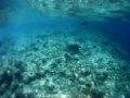 Underwater Maldives Turtle Shark And Dolphin Encounter In Crystal Clear Waters Of Lohis
