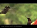 AWSOME HUMMING BIRD VIDEO IN HIGH DEFINITION