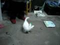 videos de Zuma playing