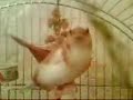 flapping finches