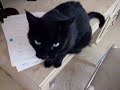 My cat being random