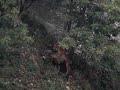 Mating Deer