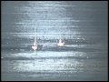 Whales n Birds off Palos Verdes ~ a Seagasm