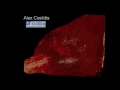 Dolphin Intracranial Veins