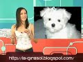 Blog de Girasol en Telurica